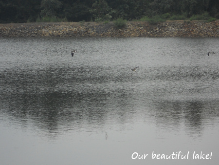 Thriving man-made lake on our site.