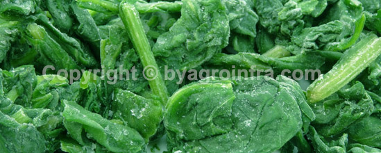 IQF Frozen Spinach Leaves Whole