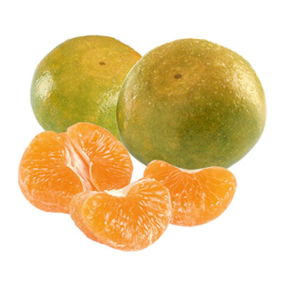 Fresh Nagpur Orange for IQF Frozen Nagpur Orange Segments